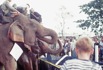 Another View of Elephants Drinking Water